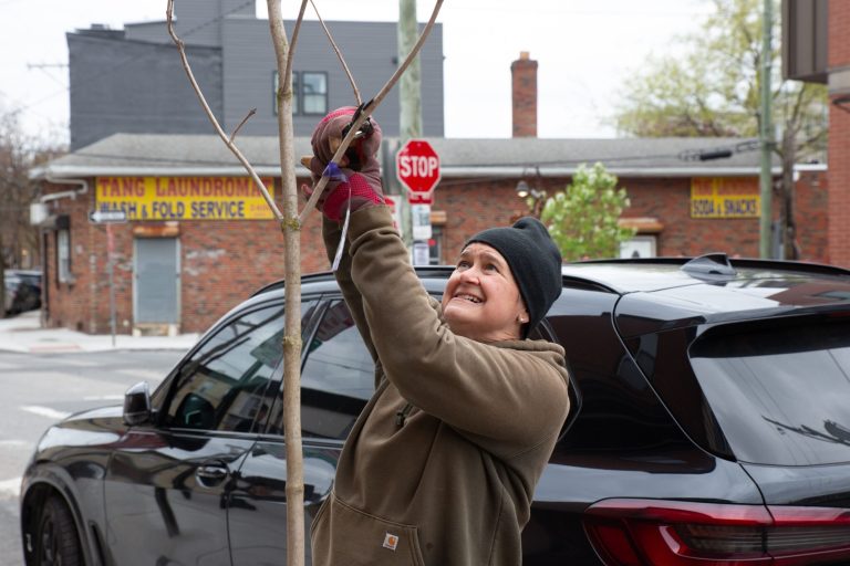A volunteer prunes a street tree in Philadelphia.