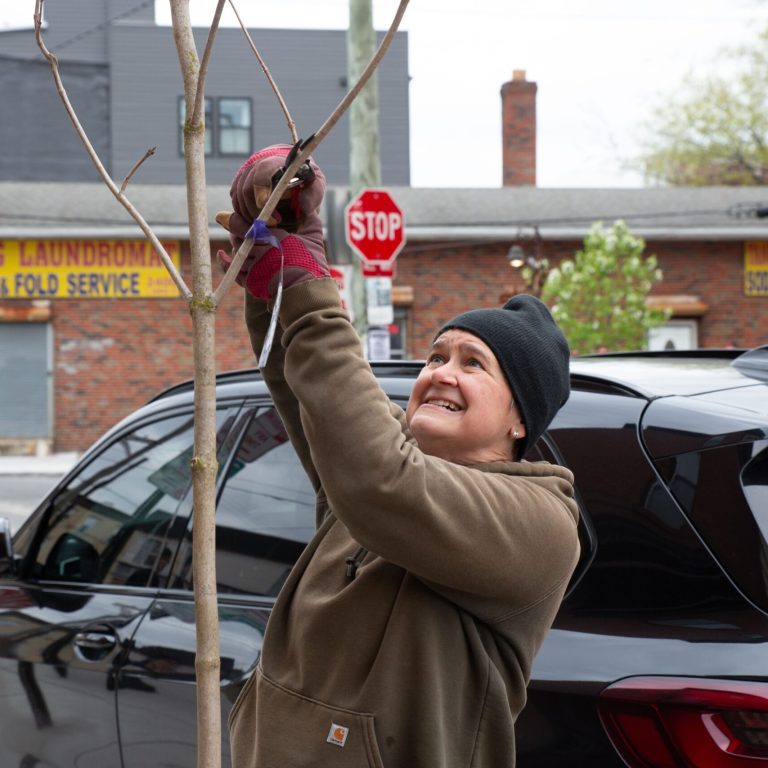 A volunteer prunes a street tree in Philadelphia.