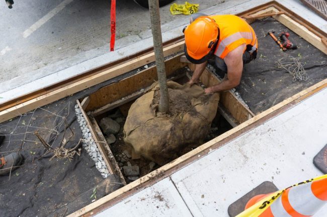 A street tree being planted in a new pit designed to give it space to grow.