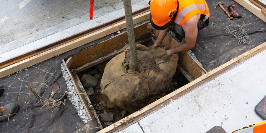 Tree in hole A street tree being planted in a new pit designed to give it space to grow.